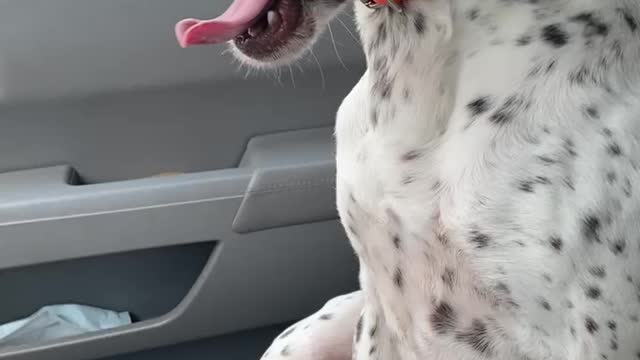 Dog sitting on cold leather seats