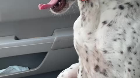 Dog sitting on cold leather seats