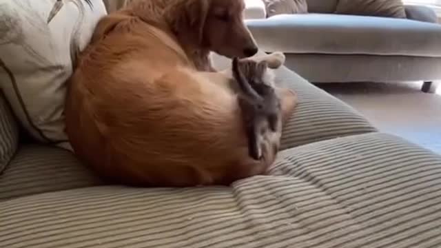 My dog and kitten have the bast friendship