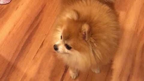 Pomeranian male loves puppy treats