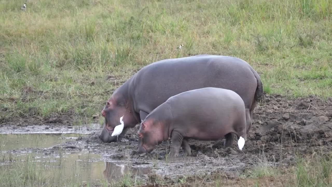 Unfortunately, hippos can't sing, either.