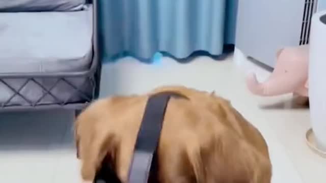 Funny dogs video