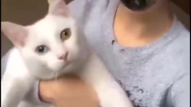Woman cat(Real Cat got scared after seeing Woman Cat)