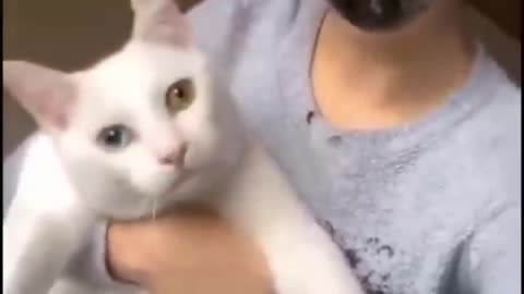 Woman cat(Real Cat got scared after seeing Woman Cat)