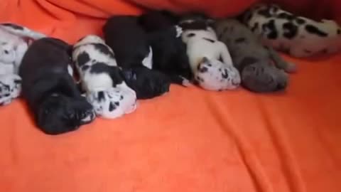 puppy dogs taking a nap all together