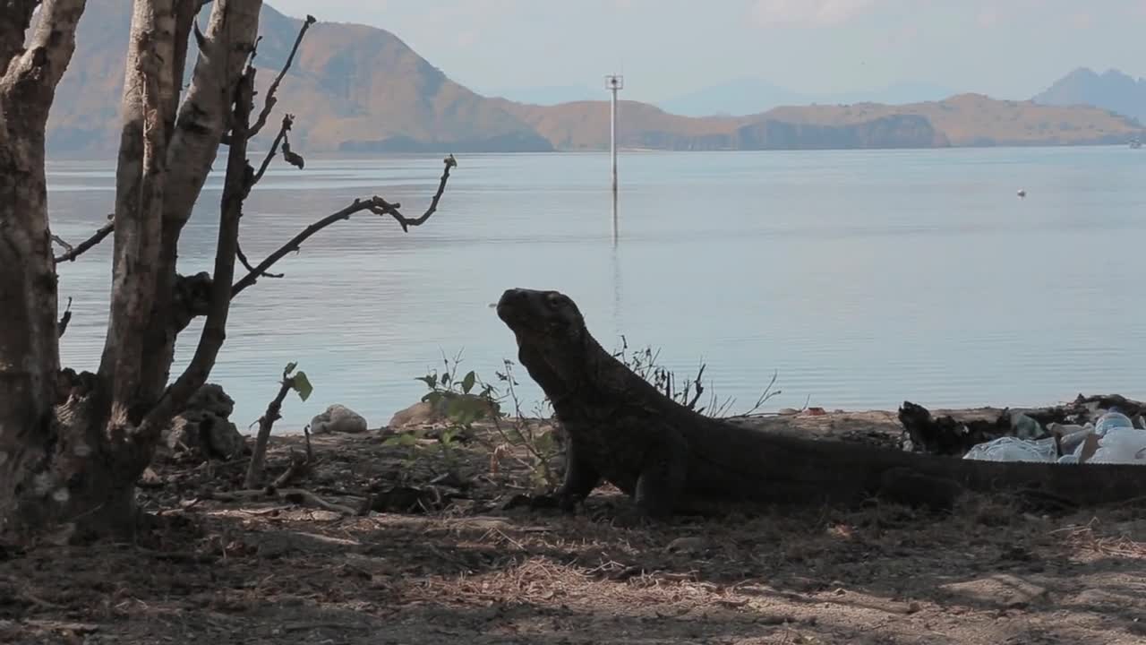 Komodo Dragon Varanus komodoensis, a species of lizard found in Indonesia