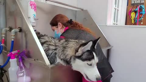 Hilarious dramatic Husky throws a temper tantrum