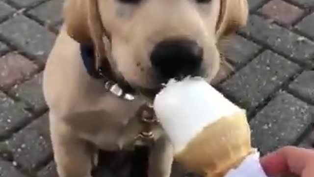 So Cute Puppy | #Shorts [pt.114]