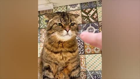 Fun with animals#8