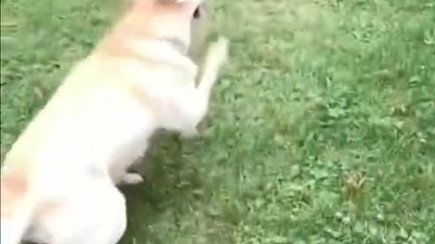 Dog dance