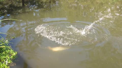 Salmon fish