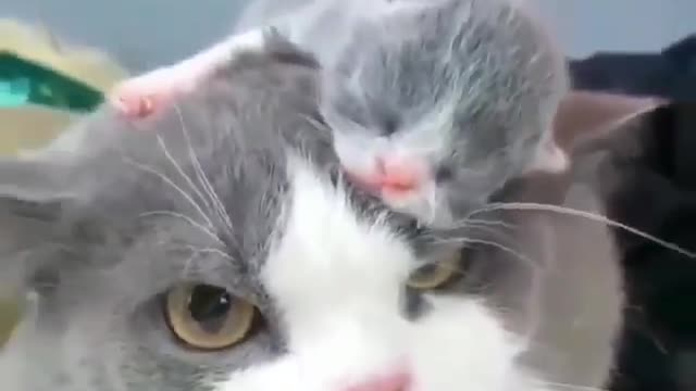 MOM CAT CARE BABY