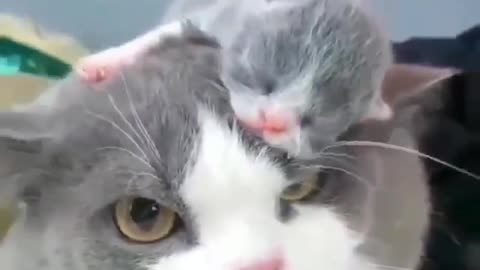 MOM CAT CARE BABY