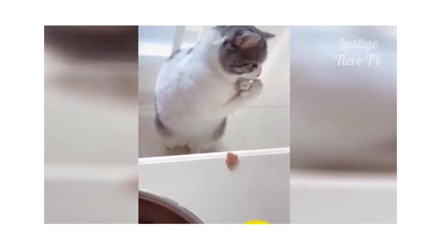 Funny cat video Very funny incident with the meow