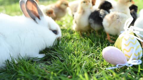 Rabbit eating with chicks