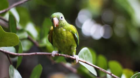 Morning Time Bird Video