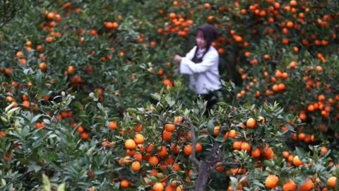 natural fruit orange collected