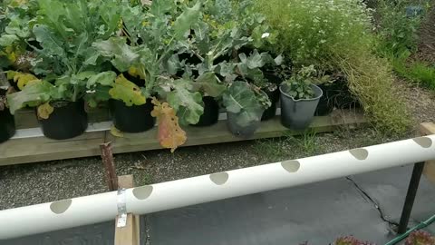 Replacing Wicking System with NFT Hydroponics