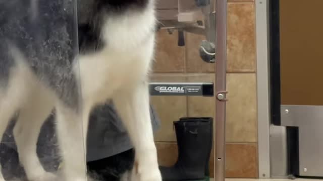 Cute and Funny Dog Videos Compilation