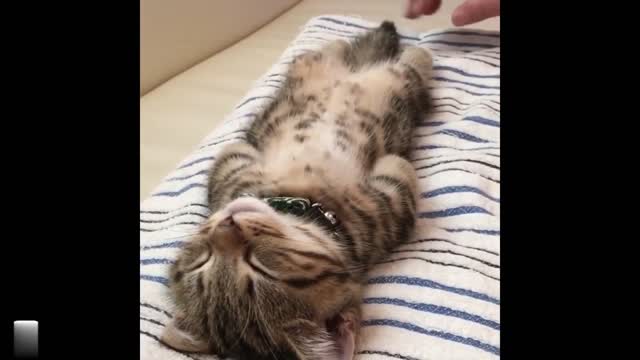 Munchkin kitten in very deep sleep! REALLY VERY HEAVY SLEEP! 💤