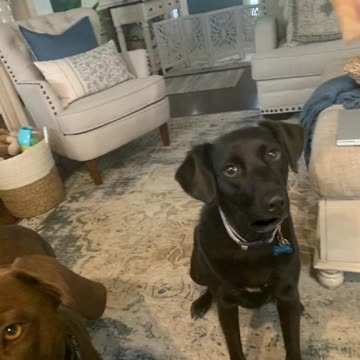 Let’s not forget our first born Willow