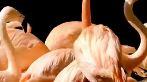 funny flemingo birds tiktok