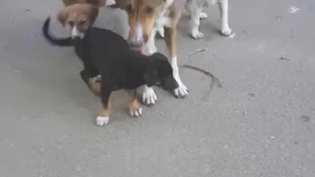 Cute funny Puppies Dog