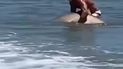 Rew video swimmer capture shark
