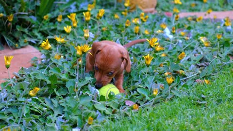 Funny dog ​​playing with me in the garden