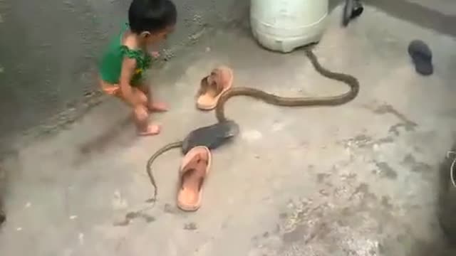 Baby Caught Real snake