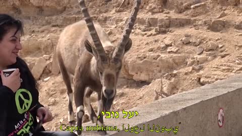 Urban Nature - Nubian ibex /