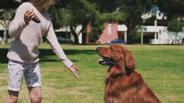 a dog and a girl playing in the park!