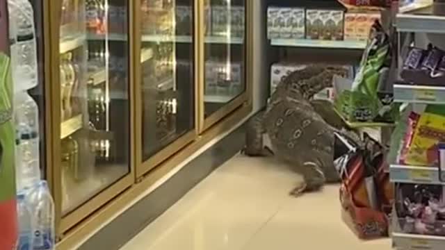 Funniest ANIMAL FAILS