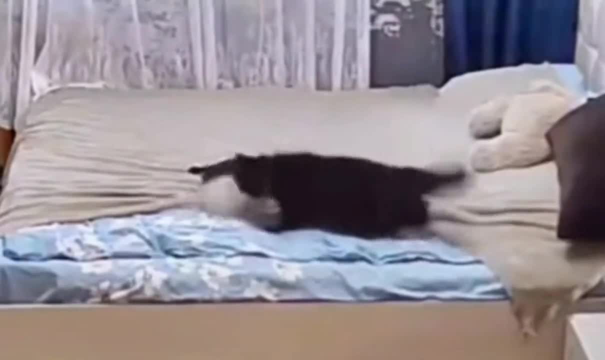 Cat mom fixes the bed and kitten after the kitten messes it up..🐈🐾🛏️🤩