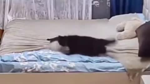 Cat mom fixes the bed and kitten after the kitten messes it up..🐈🐾🛏️🤩