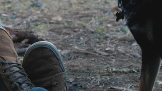 Person inside a tent with dog