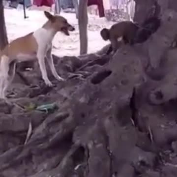 Dog Vs Monkey