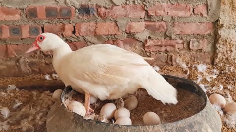 Harvesting Muscovy Duck Eggs