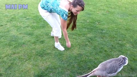 funny moments with animals