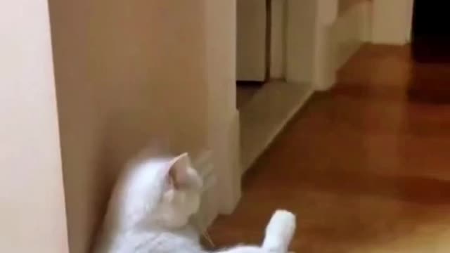 The cat who is watching the door