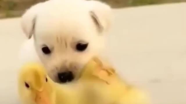 look how my dog ​​is so cute with ducks