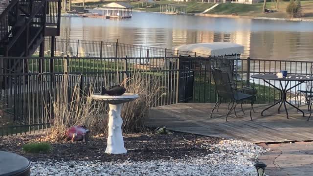 Squirrel takes a crappie up the tree