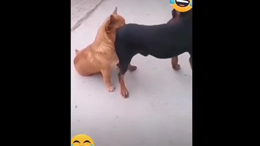 Cute dog play,cute animal,#shorts