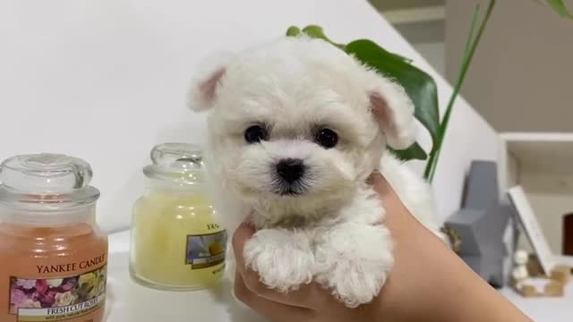 very cute puppy