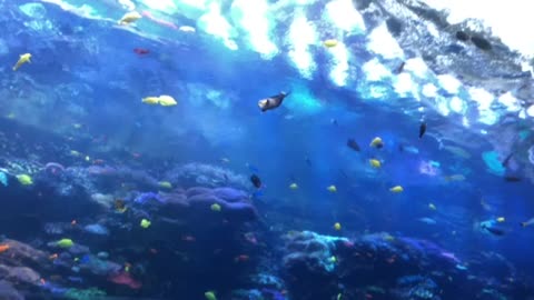 Coral Reef Exhibit