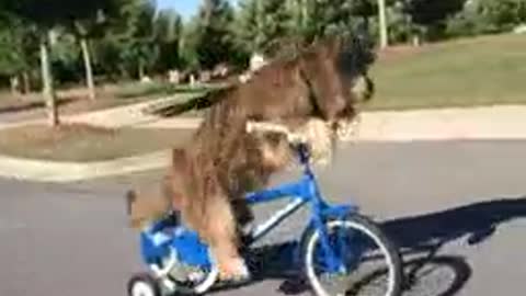 cycling dog