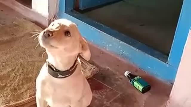 Dog funny video🐕