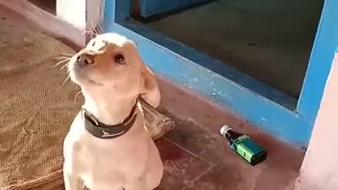 Dog funny video🐕