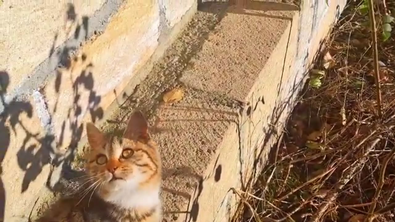 A cute kitten is playing 🥰 This cat is very beautiful.