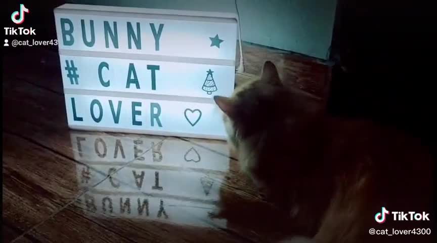 Funny cat